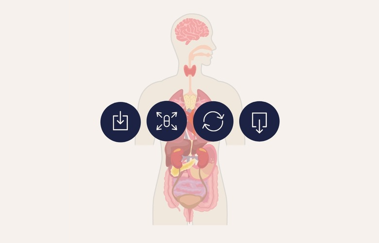 What is pharmacokinetics?